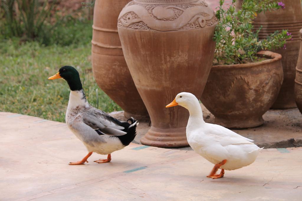 Ecolodge Bab El Oued Maroc Oasis Агдз Екстериор снимка