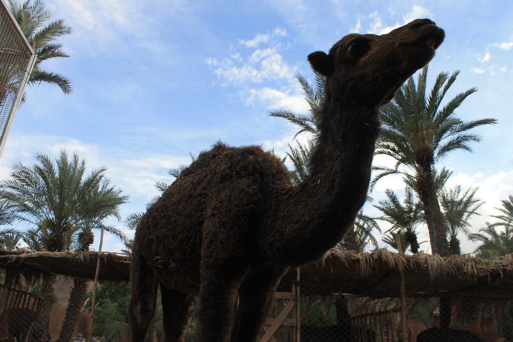 Ecolodge Bab El Oued Maroc Oasis Агдз Екстериор снимка